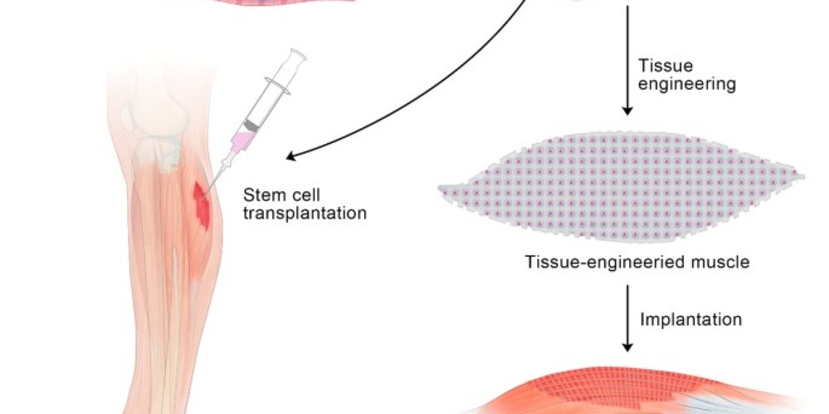Healing from Within: Harnessing Stem Cells for Muscle Tears Recovery