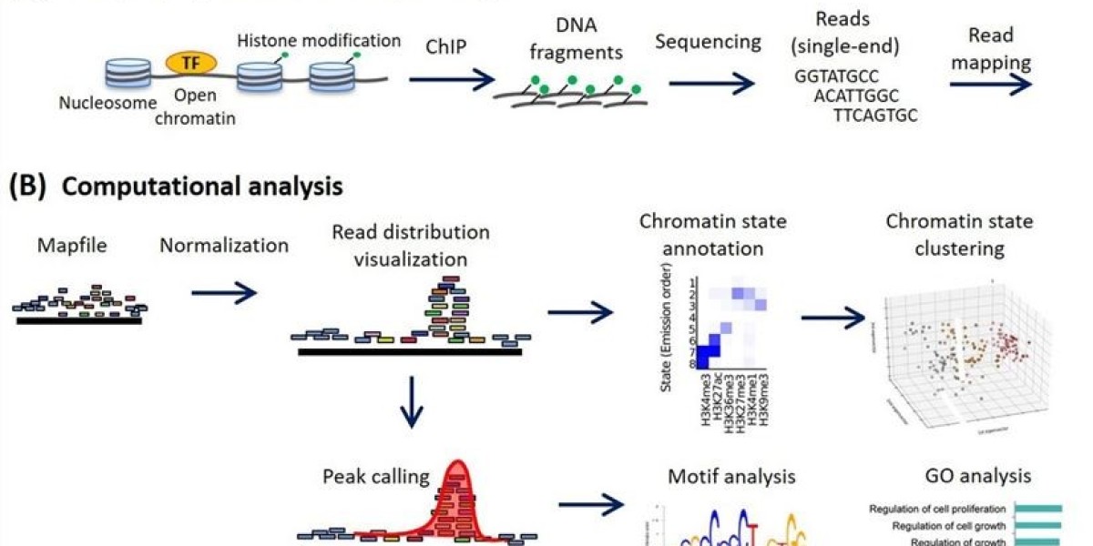 Introduction of ChIP-Seq: Principle, Process,Advantages