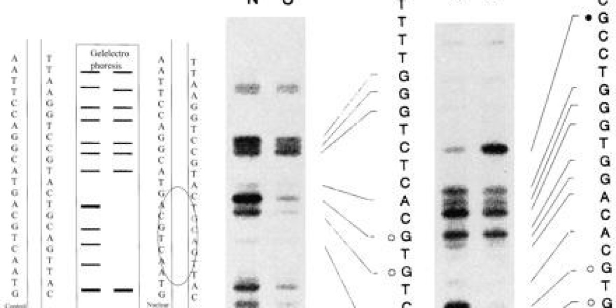 DNase I Footprinting: Understanding Protein-DNA Interactions