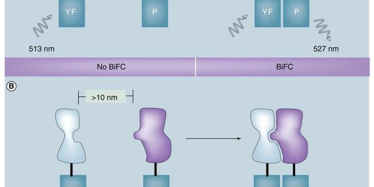 BiFC Assay: A Powerful Tool for Studying Protein-Protein Interactions