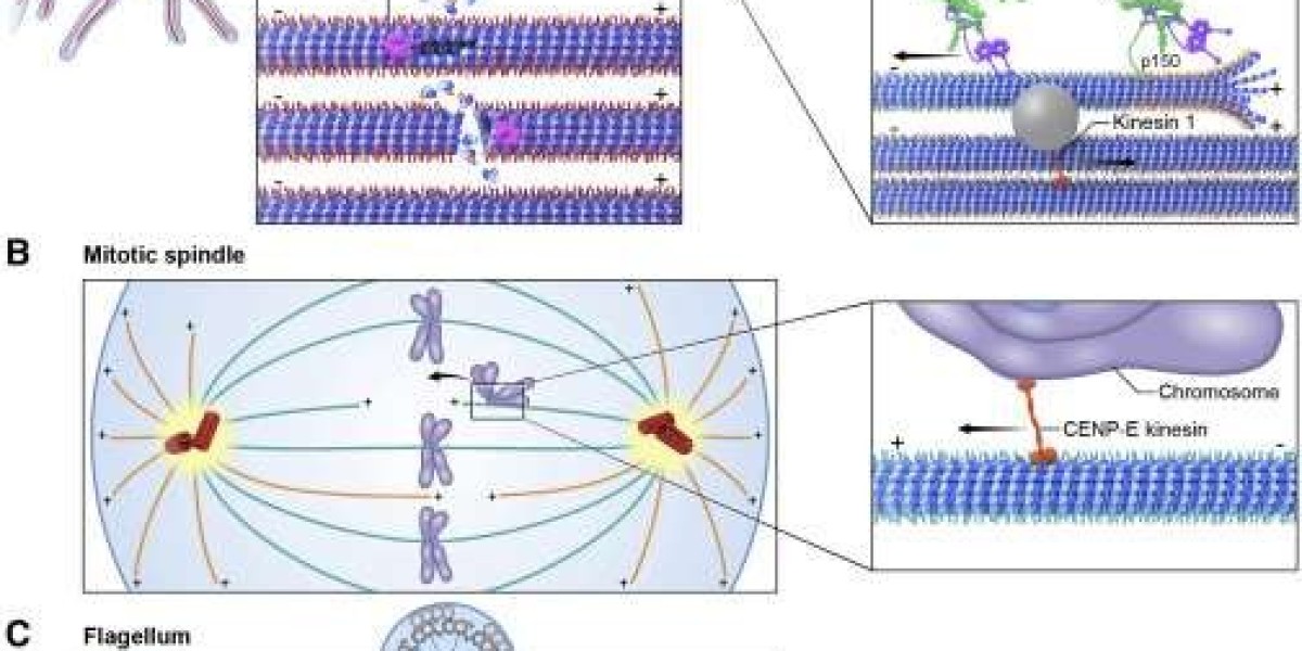 Cytoskeletal Proteins: Roles and Mechanisms