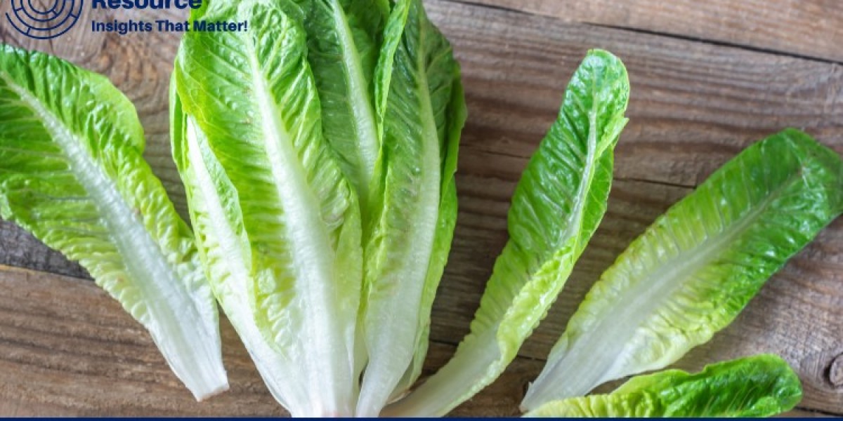 Lettuce Price Trend: A Comprehensive Overview of Market Dynamics and Forecasts